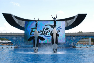 Orca jumping pool pepsi billboard - a pool free wallpaper