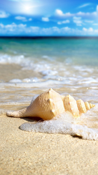 Shell beach blue sky ocean - beach free wallpaper for mobile