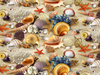 Colorful sea shell pattern beach - ernst haeckel free wallpaper