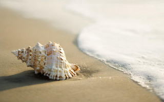 Shell beach water wave sand - a shell free wallpaper