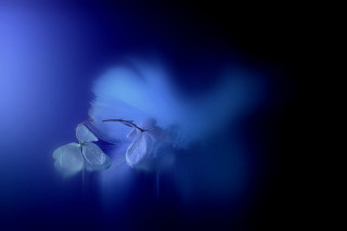 Blue flower blurry background art - a blurry image free wallpaper