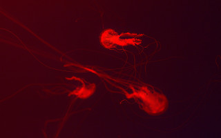 Red object floating black background - cerith wyn evans free wallpaper