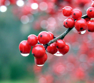 Close up tree red berries - a macro photograph free wallpaper for tablet
