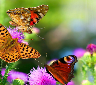 Three butterflies flower sunlight blurry 2 - nature free wallpaper for tablet