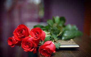 Red roses table book plant - red rose free wallpaper