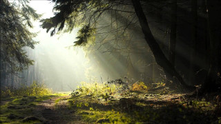 Path woods sunbeams trees grass - sunbeam free wallpaper