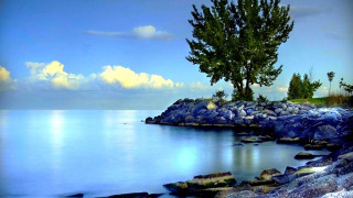 Tree rocky shore ocean blue - the shore free wallpaper