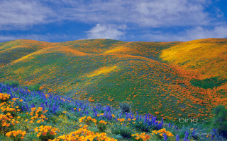 Wildflower field blue sky cloudy - a hillside free wallpaper