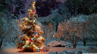 Lit christmas tree snowy yard - free christmas wallpaper