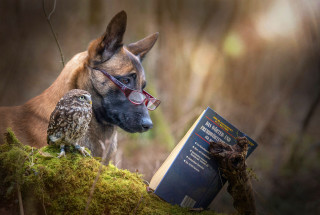 Dog glasses reading book owl - its back leg free wallpaper