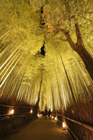 Tunnel of trees with lights - ambient light free wallpaper for mobile