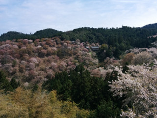 Forest cherryblossoms tiltshift house scenery - free spring wallpaper