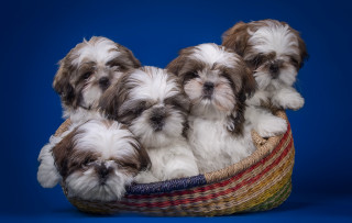 Small dogs basket blue background - a basket free wallpaper