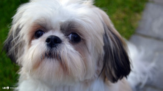 Small white brown dog black - closeup free wallpaper