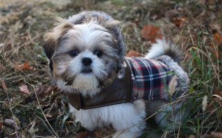 Small dog leather jacket grass - a leather jacket free wallpaper