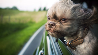 Small dog car window leash - a leash free wallpaper for desktop