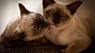 Cat licking cat face couch - bálint kiss free wallpaper