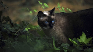 Cat blue eyes grass bushy - green leaf free wallpaper for desktop