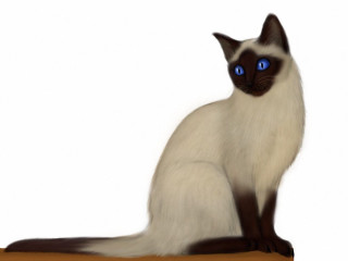 Cat blue eyes serious look 3 - a table top free wallpaper for desktop