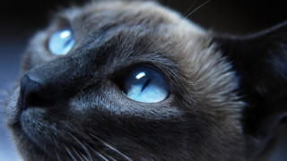 Cat face blue eyes black - a white spot free wallpaper for desktop