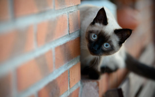 Cat looking brick wall reaching - a hand free wallpaper