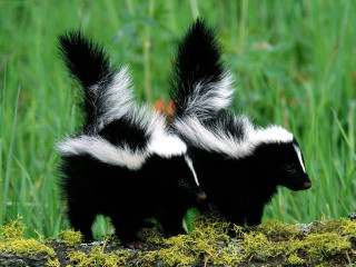 Two skunks grass tails spread - arnie swekel free wallpaper