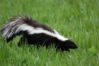 Striped skunk walking grassy field - its tail free wallpaper