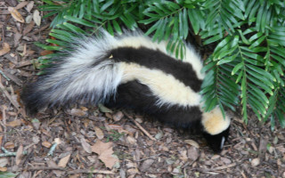 Skunky floral field forest garden - furaffinity free wallpaper