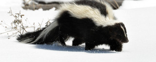 Skunky walking snow wintertime bare - the ground and grass free wallpaper for desktop