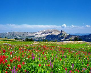 Field of flowers mountain blue - arthur quartley free wallpaper
