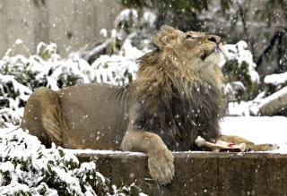Lion snow eating food looking - majestic free wallpaper