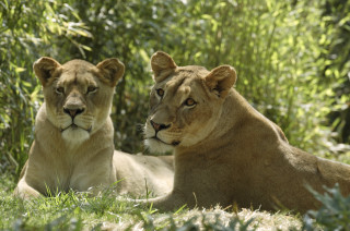 Two lions sitting grass near - two lion free wallpaper
