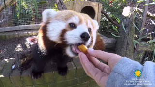 Person feeding small animal zoo - their hand in free wallpaper