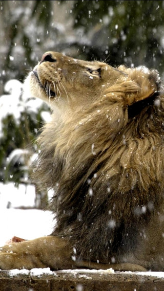 Lion snow looking up mouth - open free wallpaper for mobile