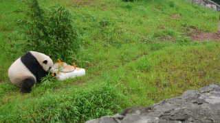 Panda eating grassy field rock - a rock wall in the background free wallpaper