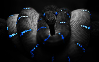 Blue black snake head turned 7 - snake free wallpaper