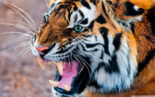 Tiger mouth open teeth wide 5 - sharp claw free wallpaper
