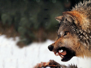 Wolf growling snow winter outside - sharp claw free wallpaper