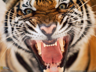 Tiger mouth open teeth showing 2 - tooth wide free wallpaper