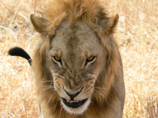 Lion walking dry grass open - a dry grass field free wallpaper