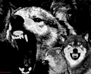 Wolves mouths open group pack - digital artwork free wallpaper