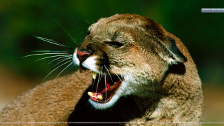 Cat closeup mouth open teeth 2 - tooth wide free wallpaper