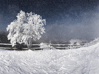 Lone tree snowy field fence - eric deschamps free wallpaper