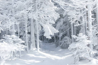Skier snowy forest winter mountain - ambient free wallpaper