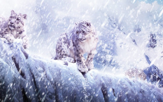 Snow leopards snowy mountain fantasy - all free wallpaper for desktop