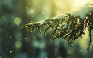 Tree branch snow sunlight flakes - sunlight free wallpaper