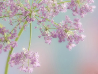 Close up flower sky background - fiona stephenson free wallpaper