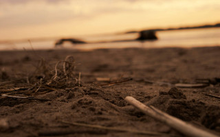 Beach sand water bird flying - hudson river school free wallpaper for desktop