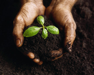 Person holding plant dirt ground - the ground below free wallpaper