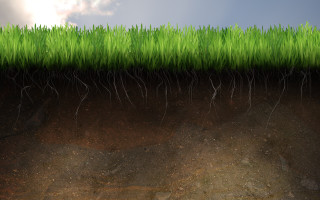 Grass field soil layer roots - a grass field free wallpaper